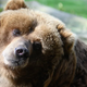 Image for article titled I Don't Care What 'Experts' Say, a Bear Definitely Saved a Toddler From Dying in the Woods